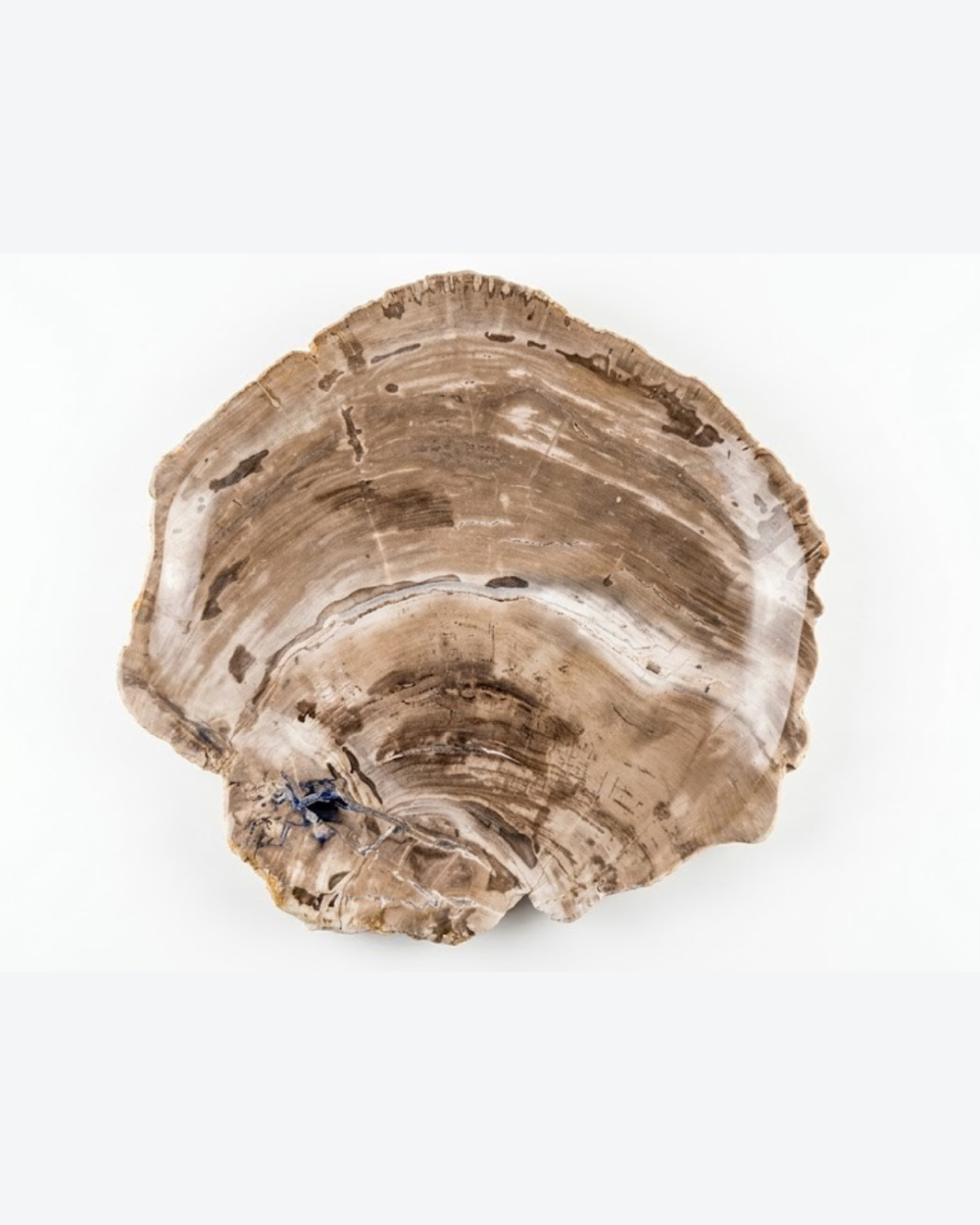 Petrified Wood Natural Plate – PL158