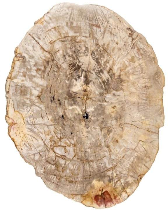 The Petrified Wood Coffee Table – TB117